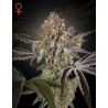 GREAT WHITE SHARK · Green House Seeds · kenevir tohum · Disi · Fem