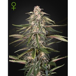 GREEN-O-MATIC · Green House Seeds · cannabis seeds · Auto Fem