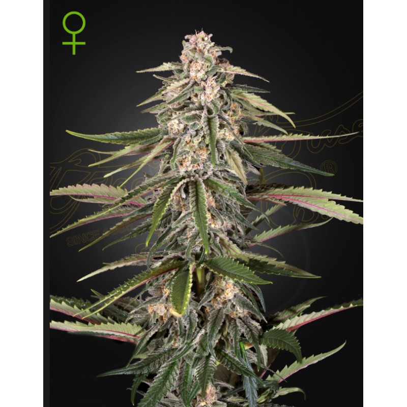 GREEN-O-MATIC · Green House Seeds · graines de cannabis · Auto Fem