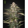 GREEN-O-MATIC · Green House Seeds · cannabis seeds · Auto Fem