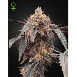 GUAVA X GELATO 41 AUTO · Green House Seeds · cannabis seeds · Auto Fem