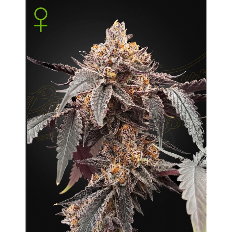 GUAVA X GELATO 41 AUTO · Green House Seeds · kaufen cannabis samen · Auto Fem