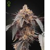 GUAVA X GELATO 41 AUTO · Green House Seeds · kenevir tohum · Disi · Auto Fem