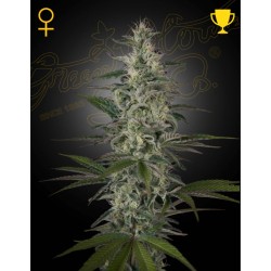HAWAIIAN SNOW · Green House Seeds · sementes de maconha · Fem