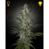 HAWAIIAN SNOW · Green House Seeds · cannabis seeds · Fem