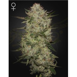 HIGHCLOUDZ AUTO · Green House Seeds · sementes de maconha · Auto Fem