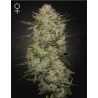 HIGHCLOUDZ AUTO · Green House Seeds · kenevir tohum · Disi · Auto Fem