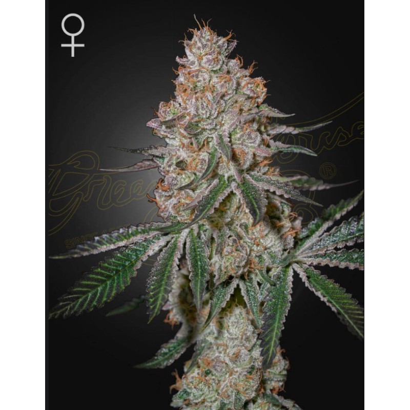 HIGHCLOUDZ · Green House Seeds · kenevir tohum · Disi · Fem