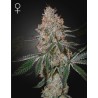 HIGHCLOUDZ · Green House Seeds · kenevir tohum · Disi · Fem