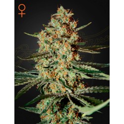 HIMALAYA GOLD · Green House Seeds · kenevir tohum · Disi · Fem