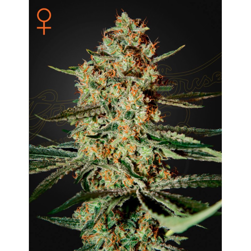 HIMALAYA GOLD · Green House Seeds · cannabis seeds · Fem