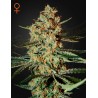 HIMALAYA GOLD · Green House Seeds · sementes de maconha · Fem