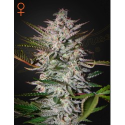 HOLY PUNCH · Green House Seeds · kenevir tohum · Disi · Fem