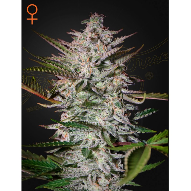 HOLY PUNCH · Green House Seeds · kenevir tohum · Disi · Fem