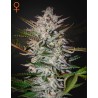 HOLY PUNCH · Green House Seeds · sementes de maconha · Fem