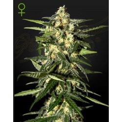 JACK HERER AUTO · Green House Seeds · kenevir tohum · Disi · Auto Fem