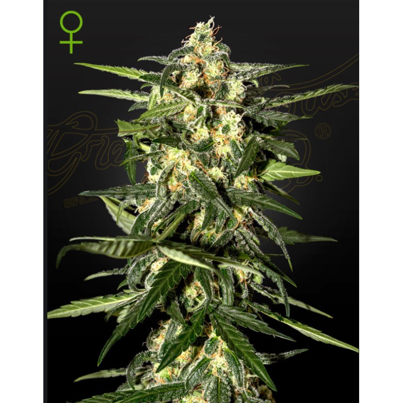 JACK HERER AUTO · Green House Seeds · kenevir tohum · Disi · Auto Fem