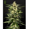 JACK HERER AUTO · Green House Seeds · kenevir tohum · Disi · Auto Fem