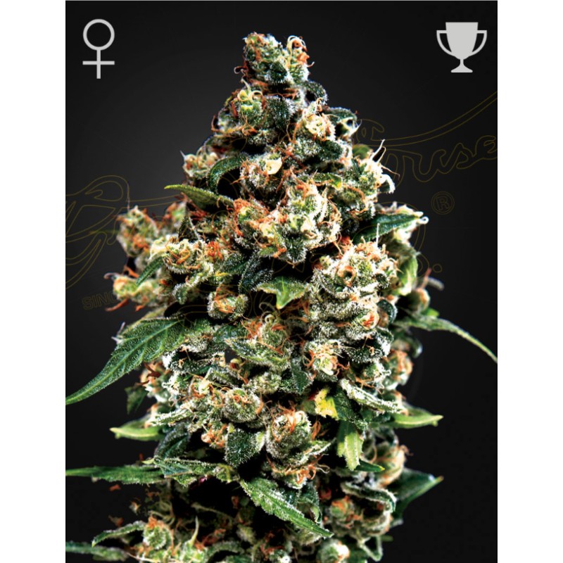 JACK HERER · Green House Seeds · graines de cannabis · Fem