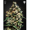 JACK HERER · Green House Seeds · cannabis seeds · Fem