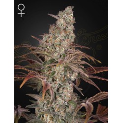 JACKS DREAM · Green House Seeds · sementes de maconha · Fem