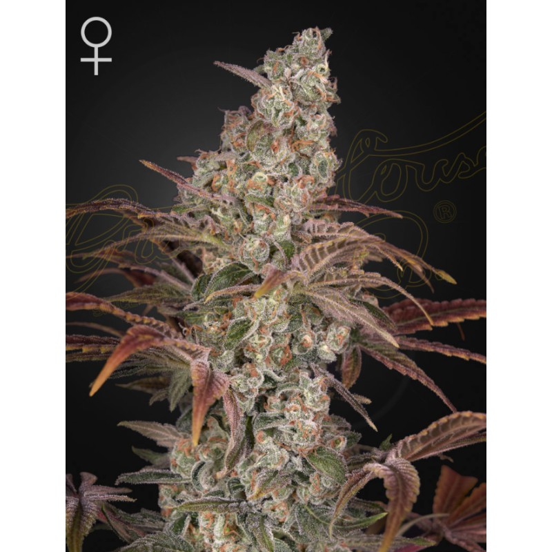 JACKS DREAM · Green House Seeds · sementes de maconha · Fem