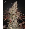JACKS DREAM · Green House Seeds · sementes de maconha · Fem