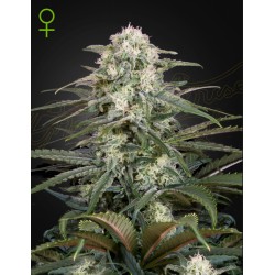 KALASHNIKOVA  AUTO · Green House Seeds · sementes de maconha · AutoFem