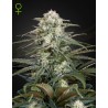 KALASHNIKOVA  AUTO · Green House Seeds · graines de cannabis · AutoFem