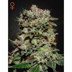 KALASHNIKOVA · Green House Seeds · sementes de maconha · Fem