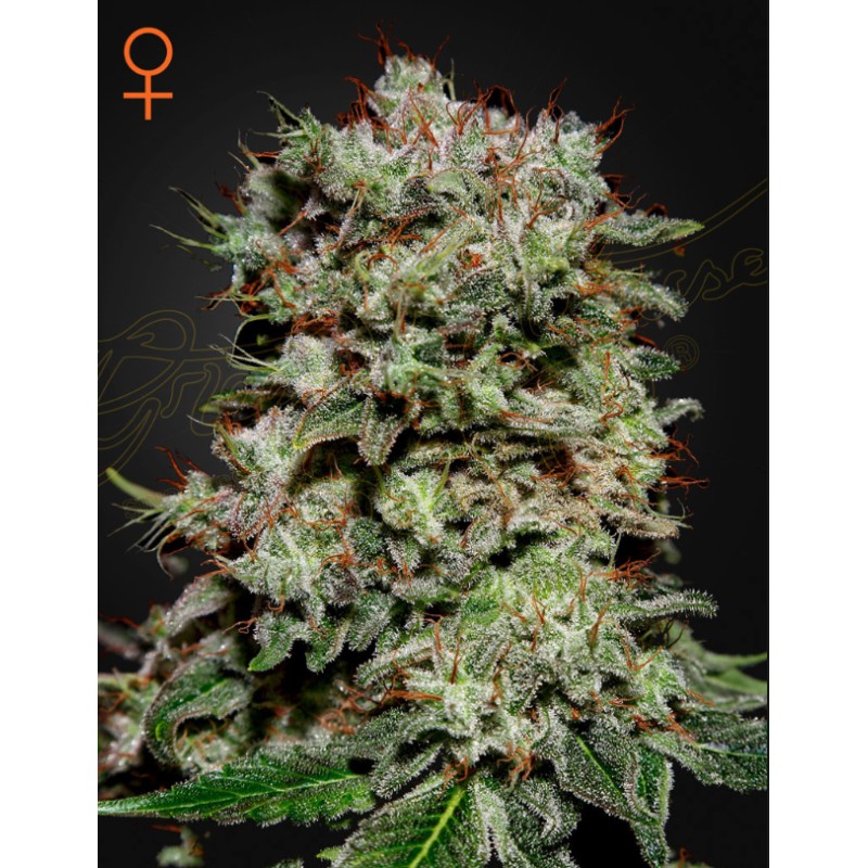 KALASHNIKOVA · Green House Seeds · kenevir tohum · Disi · Fem