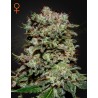 KALASHNIKOVA · Green House Seeds · graines de cannabis · Fem