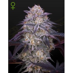 KING'S JUICE AUTO · Green House Seeds · cannabis samen · AutoFem