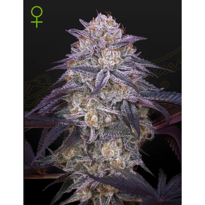 KING'S JUICE AUTO · Green House Seeds · kenevir tohum · Disi · AutoFem