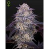 KING'S JUICE AUTO · Green House Seeds · graines de cannabis · AutoFem