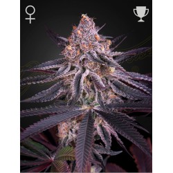 KING'S JUICE · Green House Seeds · graines de cannabis · Fem
