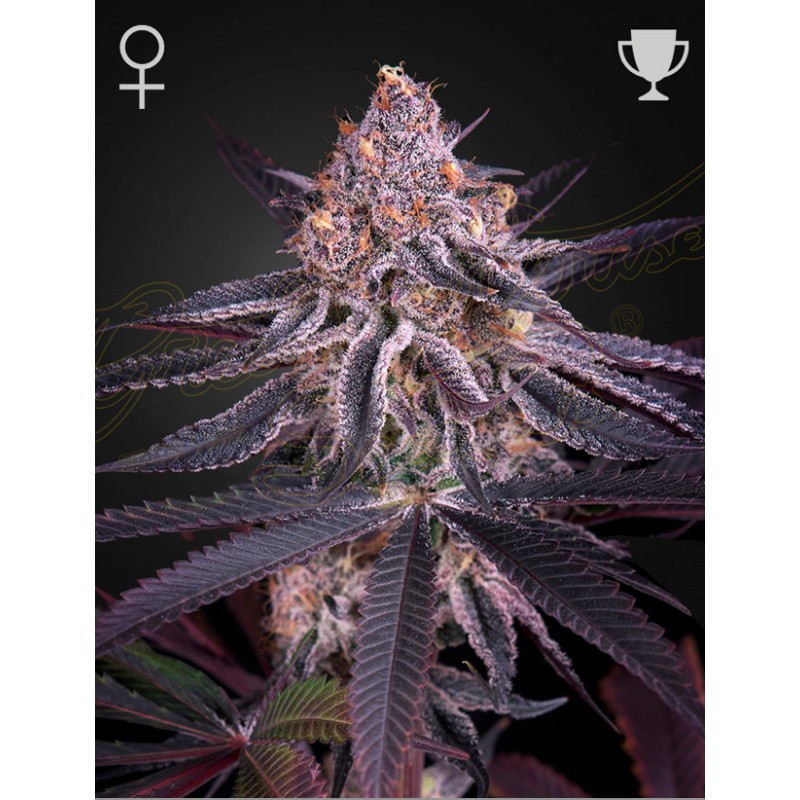 KING'S JUICE · Green House Seeds · kaufen cannabis samen · Fem