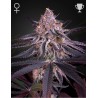 KING'S JUICE · Green House Seeds · kaufen cannabis samen · Fem