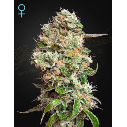 KING'S KUSH AUTO CBD  · Green House Seeds · graines de cannabis · Auto Fem