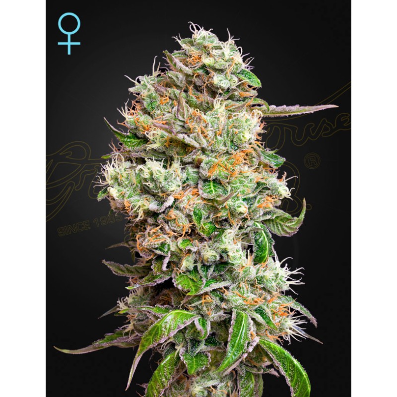 KING'S KUSH AUTO CBD  · Green House Seeds · kenevir tohum · Disi · Auto Fem