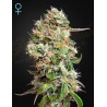 KING'S KUSH AUTO CBD  · Green House Seeds · cannabis seeds · Auto Fem