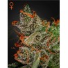 KING'S KUSH · Green House Seeds · cannabis samen · Fem