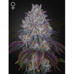 KING'S TART · Green House Seeds · graines de cannabis · Fem