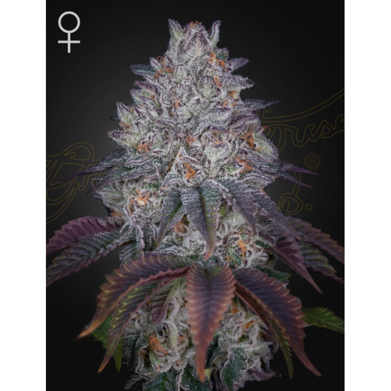 KING'S TART · Green House Seeds · kaufen cannabis samen · Fem