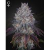 KING'S TART · Green House Seeds · graines de cannabis · Fem