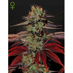KING´S  KUSH AUTO · Green House Seeds · sementes de maconha  ·  AutoFem
