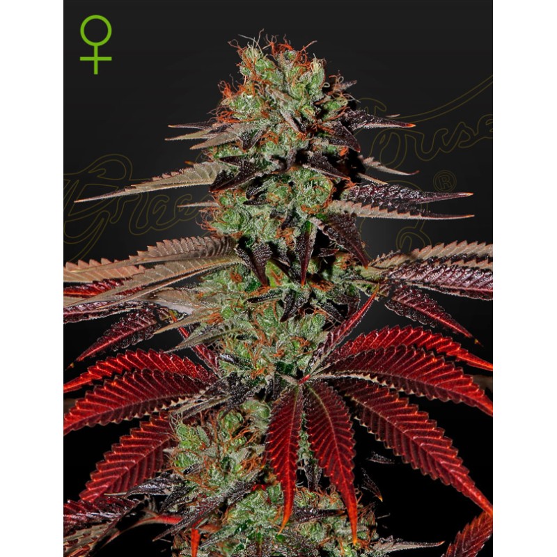 KING´S  KUSH AUTO · Green House Seeds · sementes de maconha  ·  AutoFem