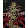 KING´S  KUSH AUTO · Green House Seeds · kaufen cannabis samen  ·  AutoFem