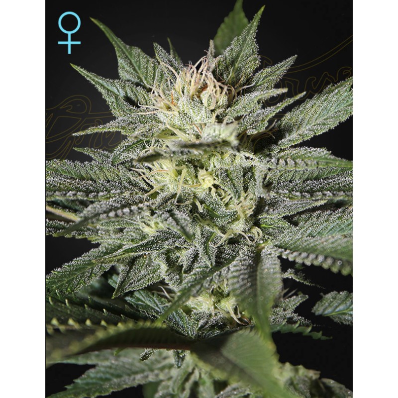 KING’S KUSH CBD · Green House Seeds · cannabis samen · Fem