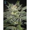 KING’S KUSH CBD · Green House Seeds · sementes de maconha · Fem